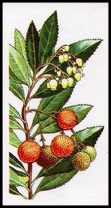 48 Strawberry Tree